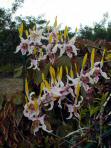 jardin d'orchidees 15.jpg